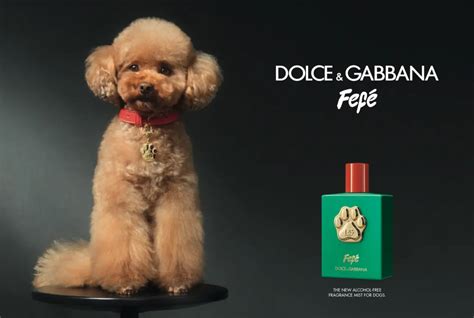 dolce and gabbana dog cologne.